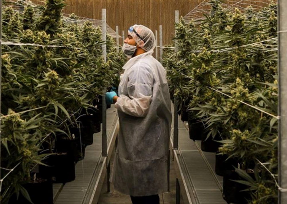 Origin House Signs Distribution Agreement with Cannabiniers